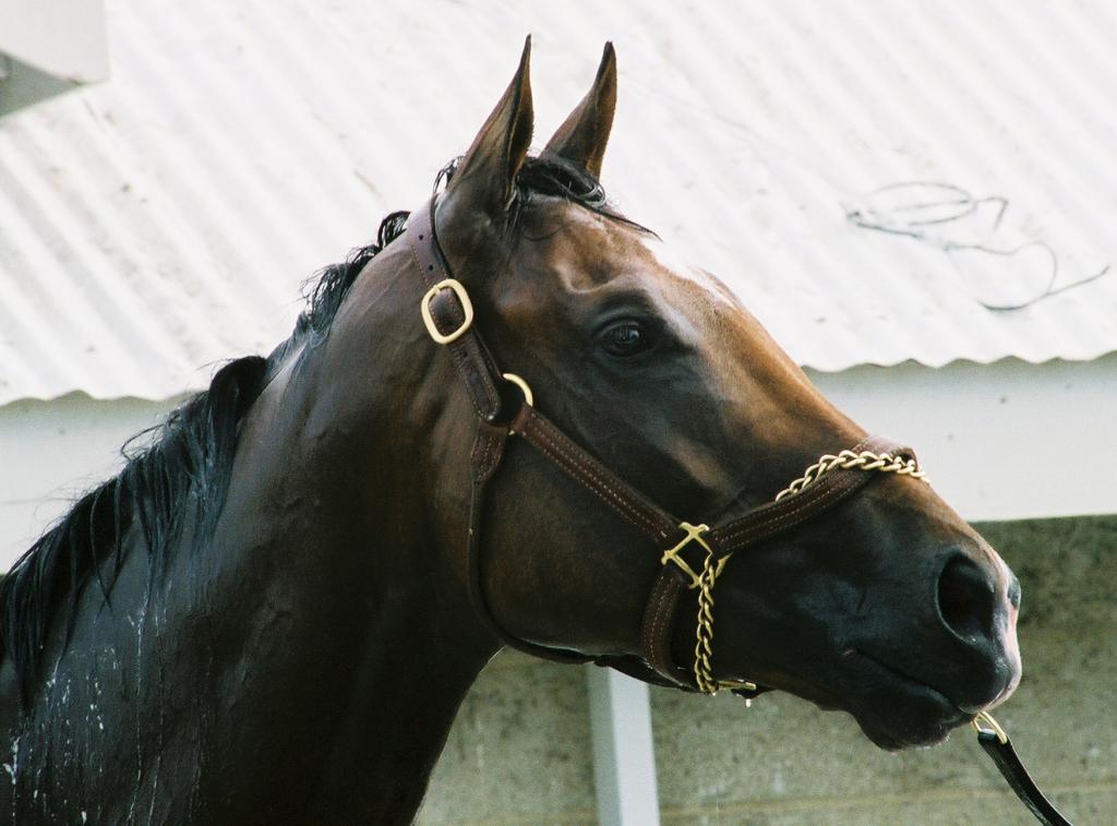 Barbaro gets a bath after morning exercise. (Carrie Curry photo)
